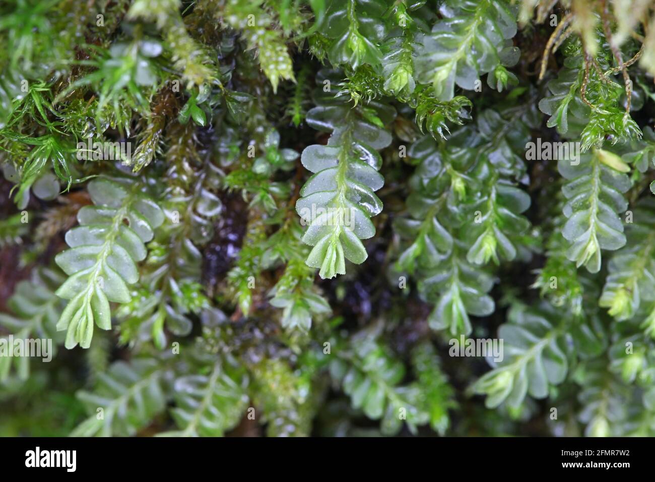 Plagiochila porelloides, commonly known as lesser featherwort moss Stock Photo