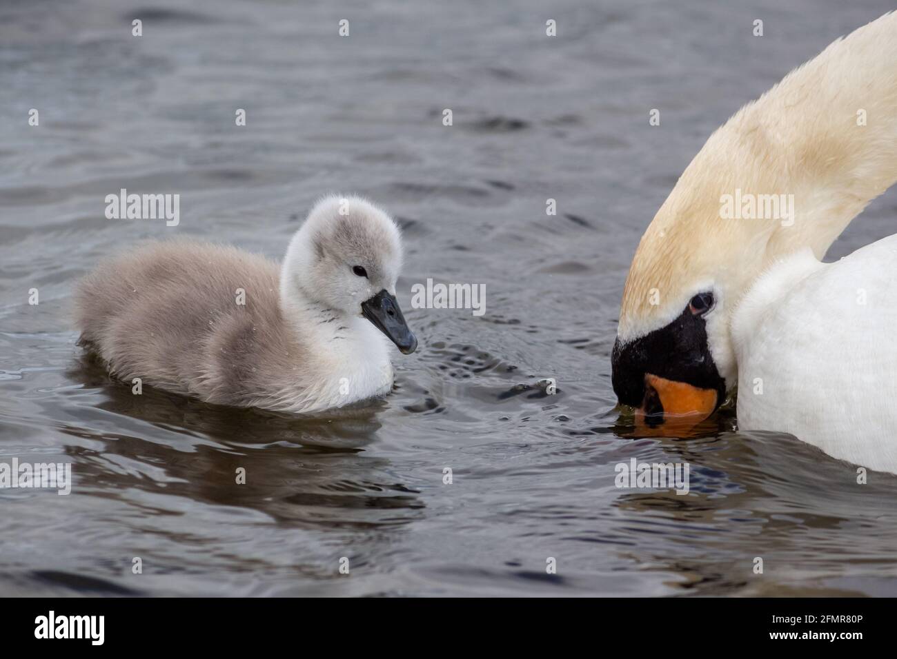Closeup of Female Mute Swan and her Cygnet Stock Photo