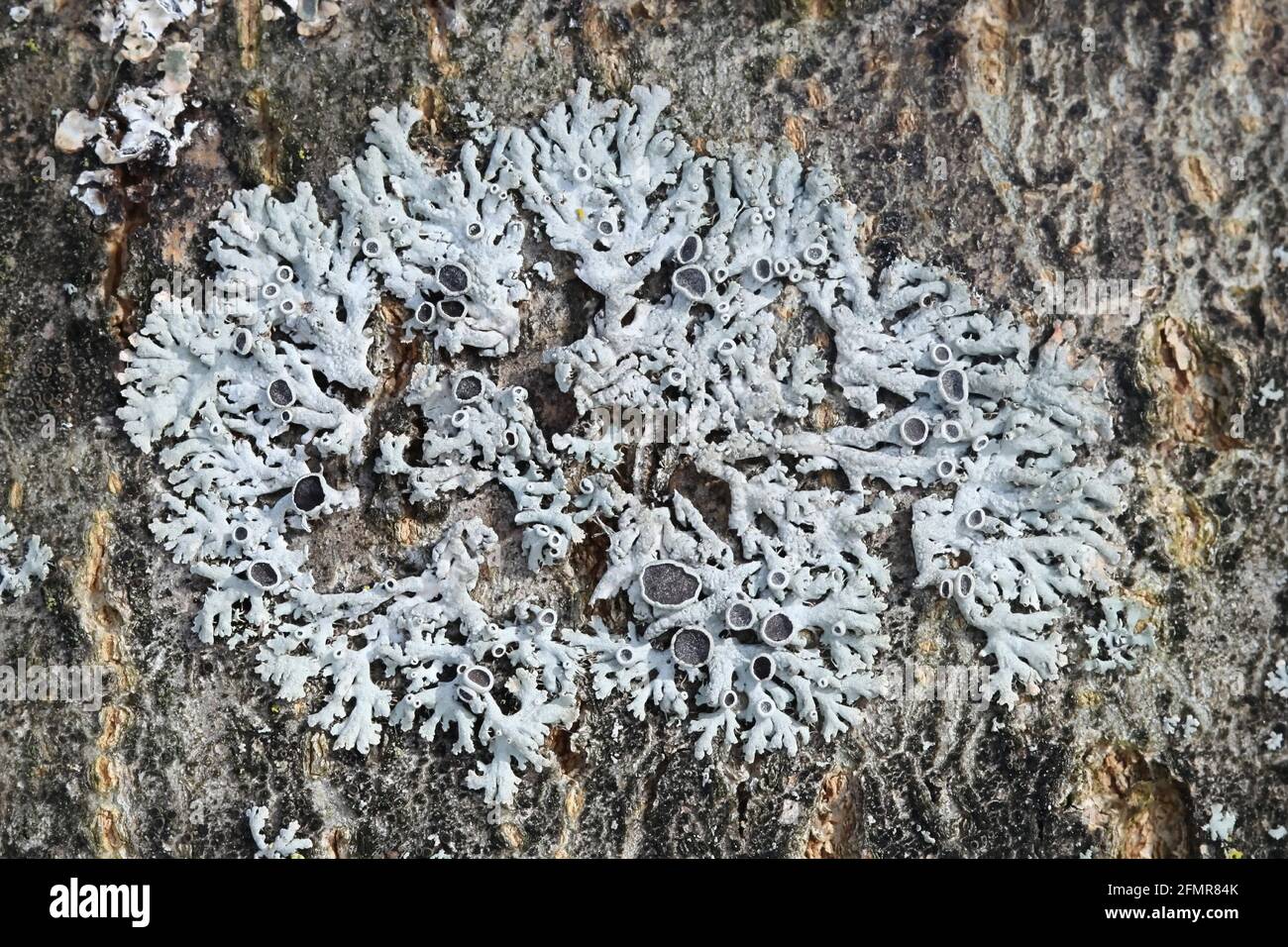 Physcia stellaris, known as star rosette lichen Stock Photo