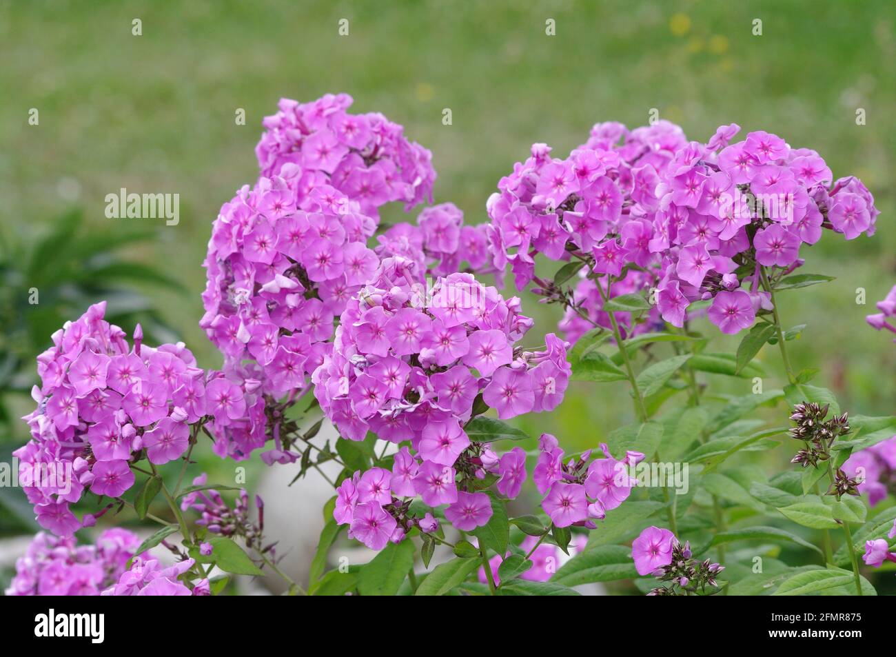 Pink flowers of Phlox paniculata in bloom. Beautiful garden plant. Stock Photo
