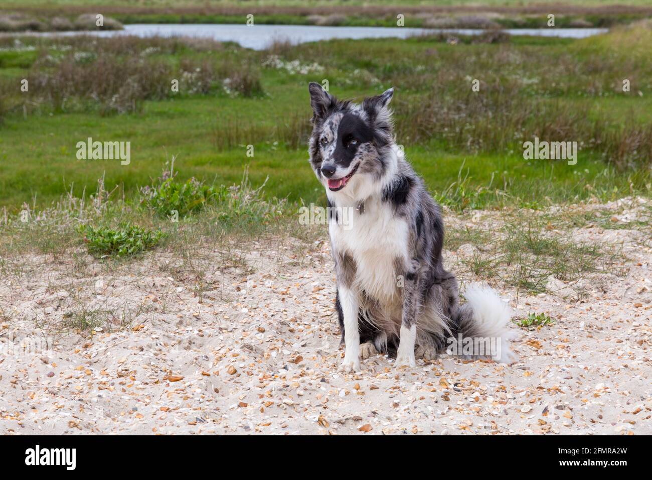 Premium Photo  Sitting and panting blue merle border collie on purple