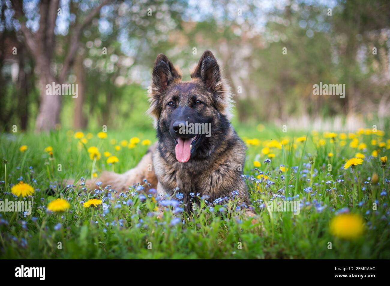 German Shepherd Dog (Alsatian) in the flowers Stock Photo