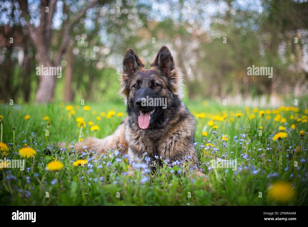 German Shepherd Dog (Alsatian) in the flowers Stock Photo