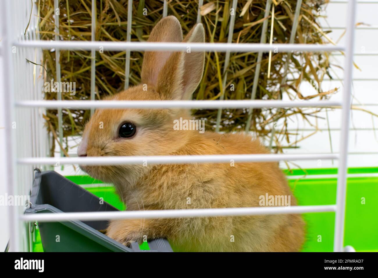 A cute little ginger rabbit in a cage eats food from a pocket. A