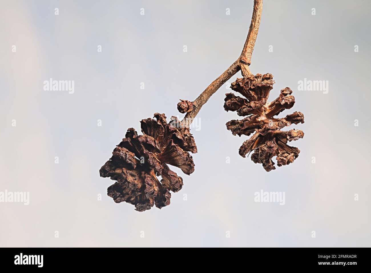 Female catkins of common alder, Alnus glutinosa, photographed in April Stock Photo