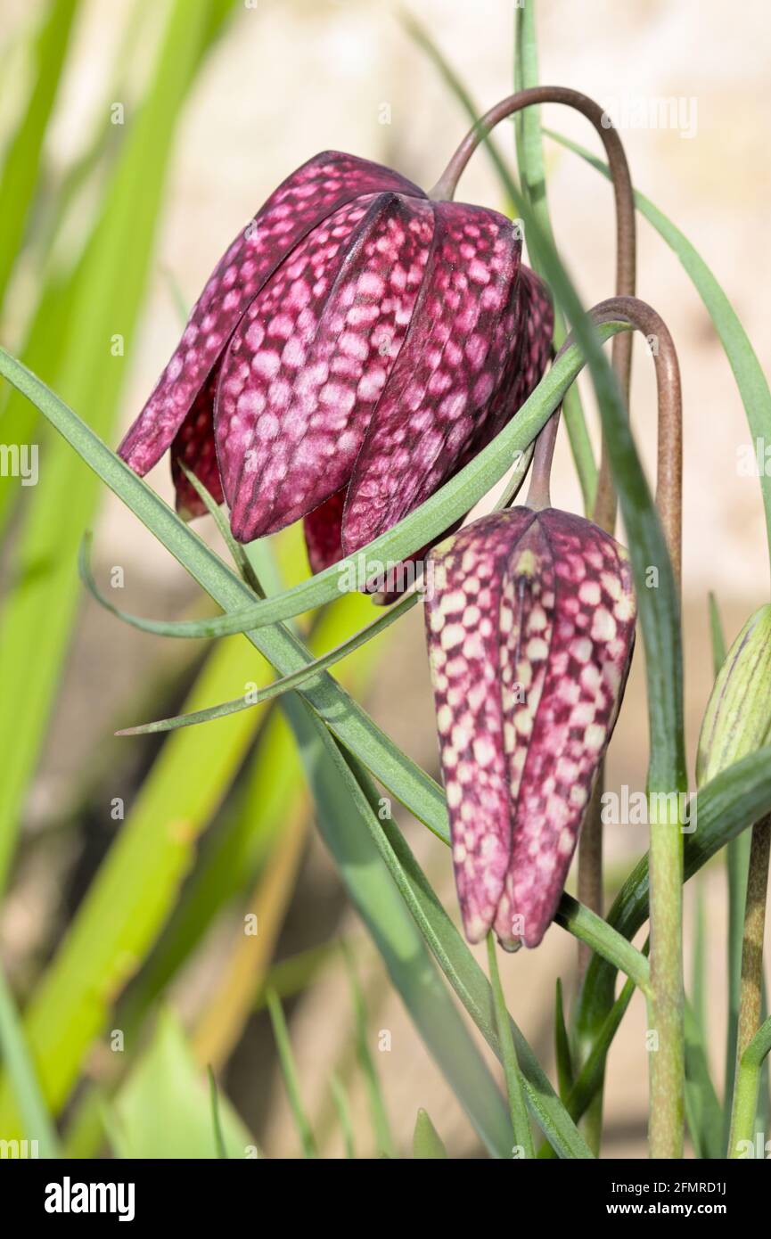 Detail Macro Closeup Of A Bud And A Flower Of A Purple Snakeshead ...