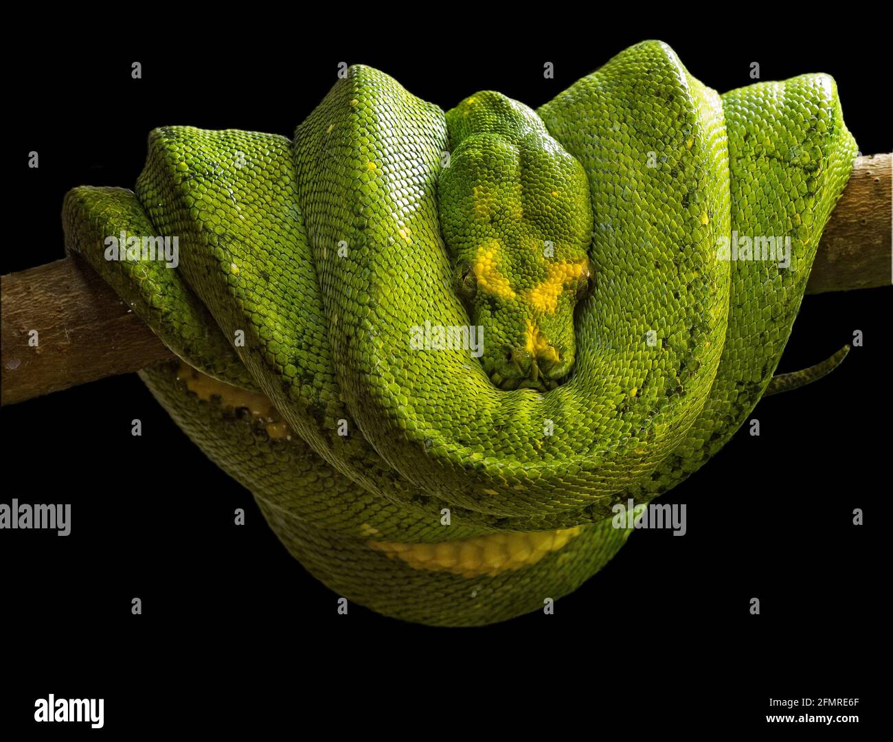 Emerald boa (Corallus caninus) is a non-venomous boa species that inhabits the tropical rainforests of South America. There is no currently recognized Stock Photo
