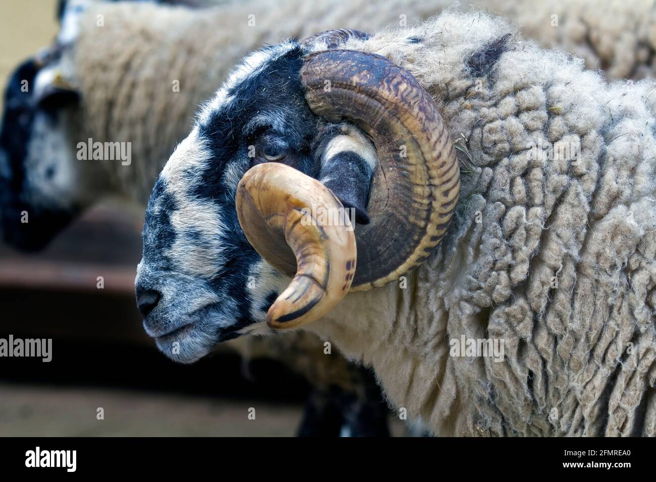 Black-faced sheep Latxa, detail of head and antlers Stock Photo