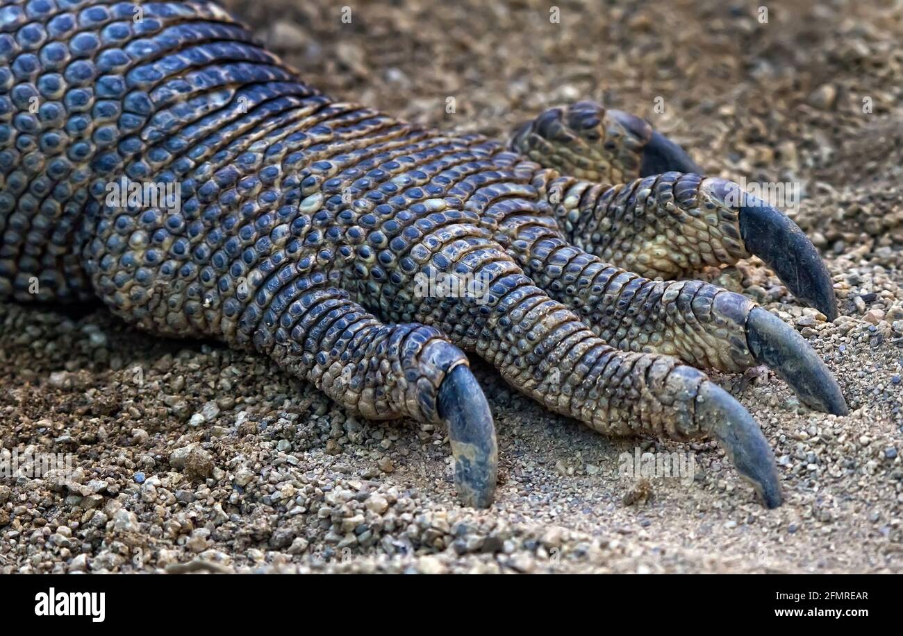 The claw belongs to the largest reptile lizard Stock Photo Alamy