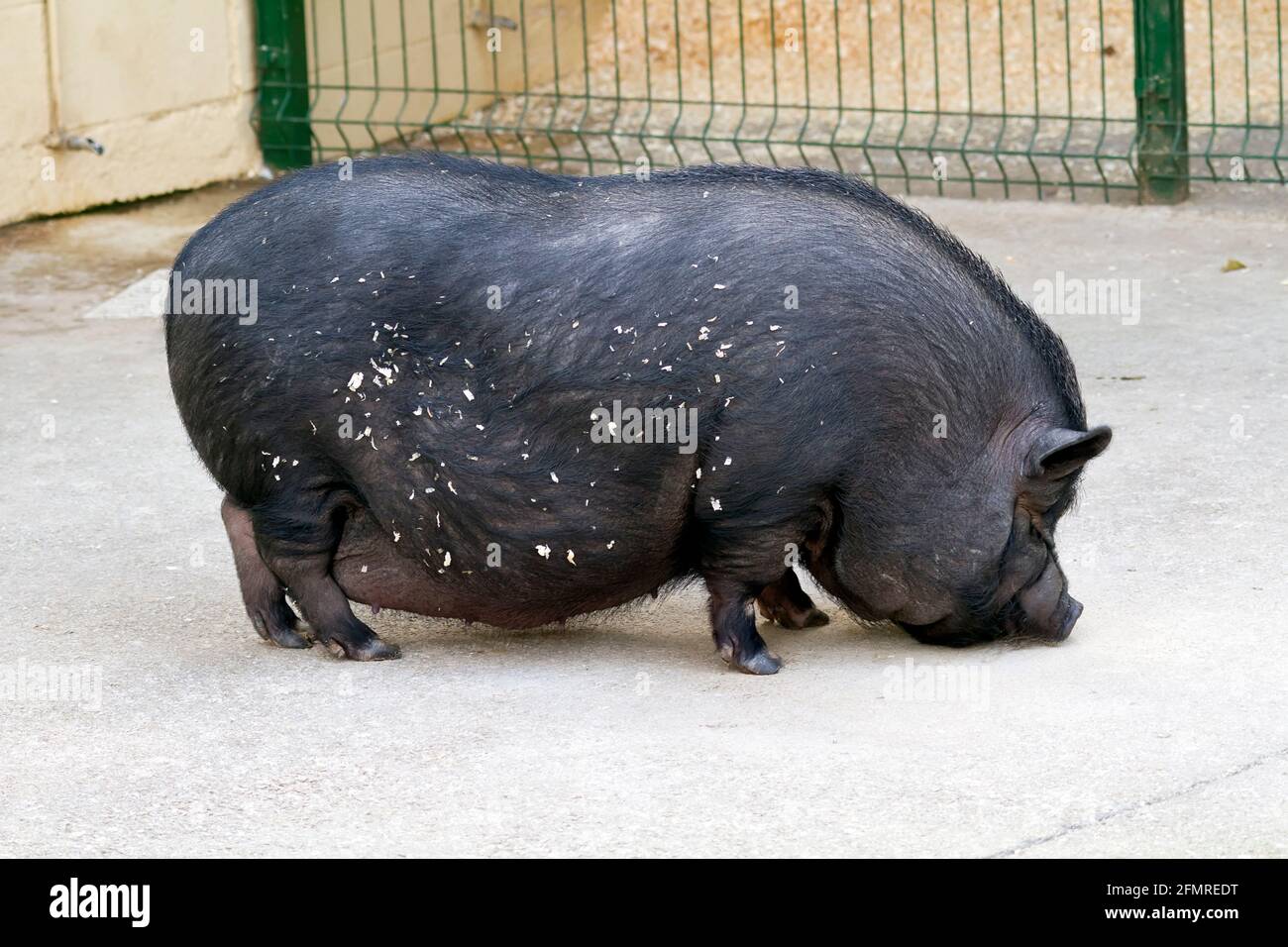 A Vietnamese pot bellied pig Stock Photo