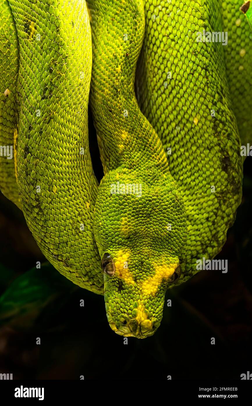 Morelia viridis, the green tree python, is a species of python found in New Guinea, islands in Indonesia, and Cape York Peninsula in Australia. Stock Photo
