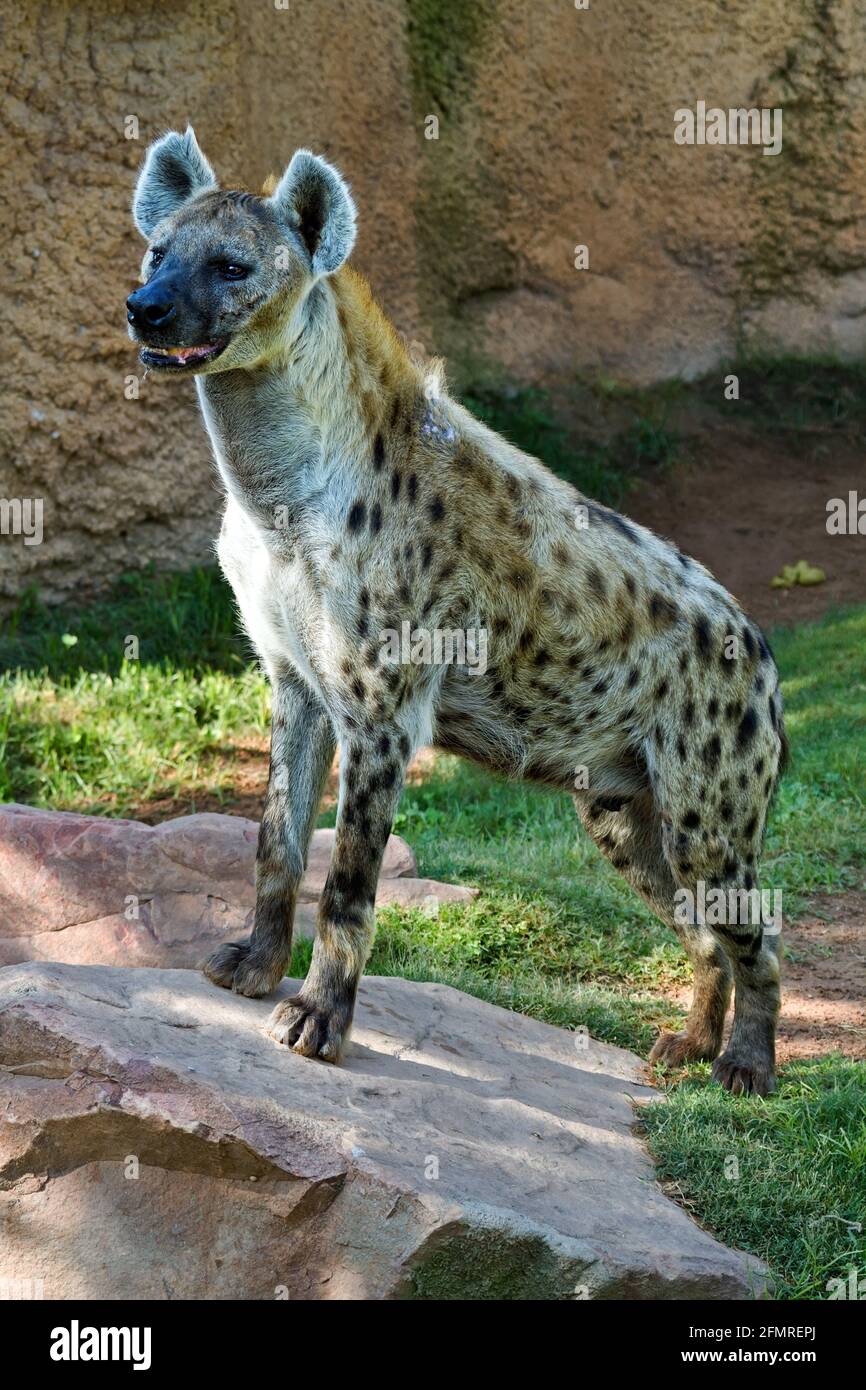 What Family Do Hyenas Belong To