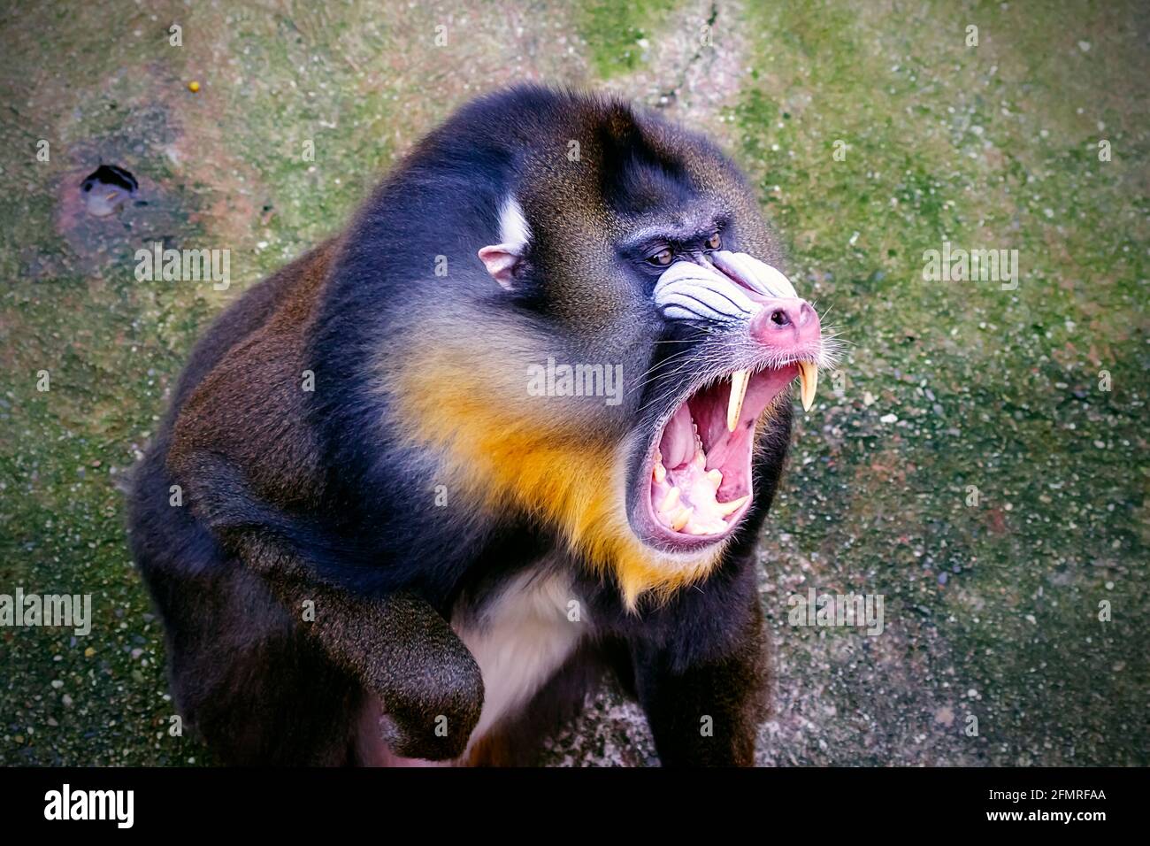 The mandrill (Mandrillus sphinx) is a primate of the