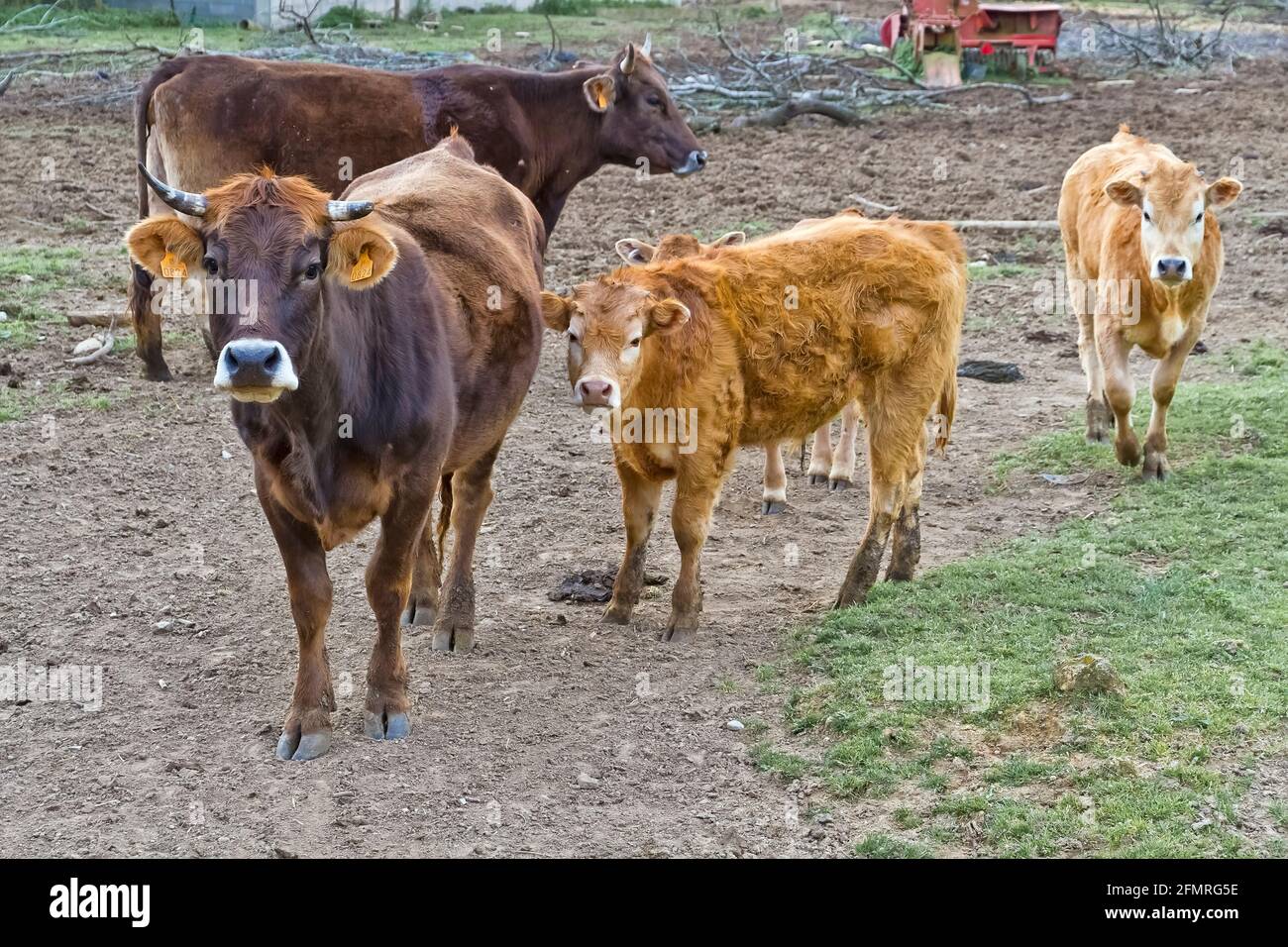Group cows on field hi-res stock photography and images - Alamy