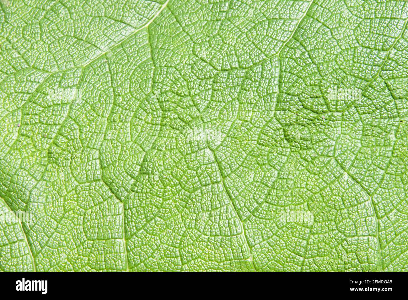 close up detail of a giant Gunnera tinctoria leaf, known as giant rhubarb or Chilean rhubarb, a flowering plant species native to southern Chile and n Stock Photo