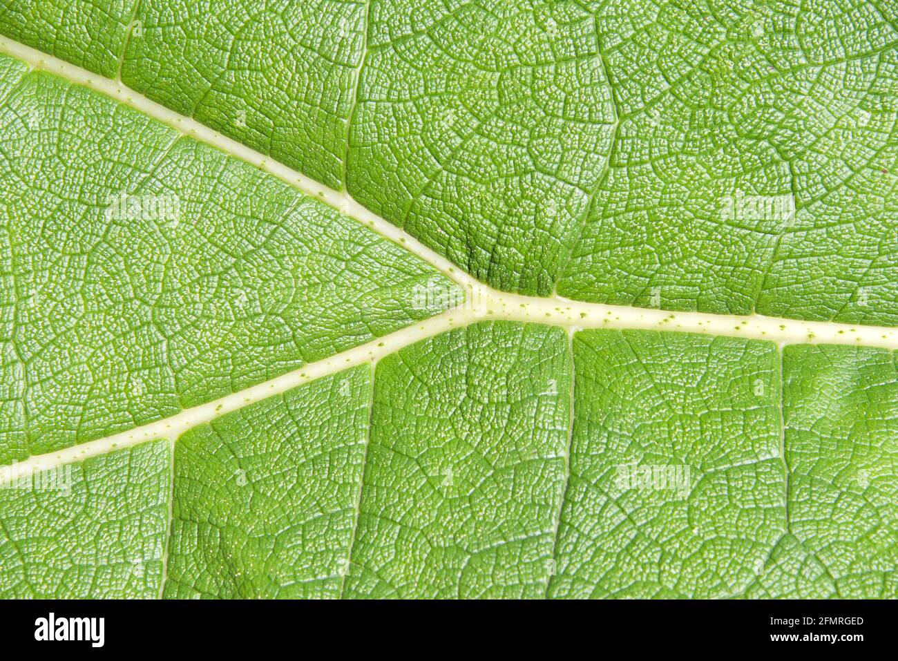 close up detail of a giant Gunnera tinctoria leaf, known as giant rhubarb or Chilean rhubarb, a flowering plant species native to southern Chile and n Stock Photo