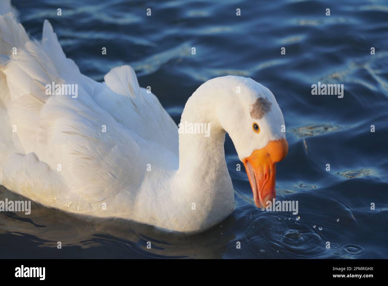 White goose eating bread in water Stock Photo Alamy