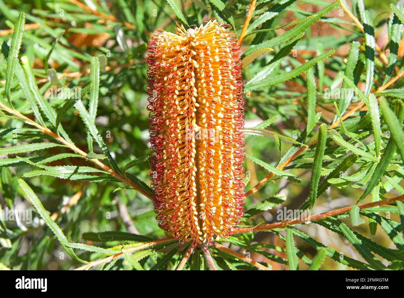 Hairpin banksia flower cone growing upwards from the tree branches. The distinctive inflorescences or flower spikes occur over a short period through Stock Photo