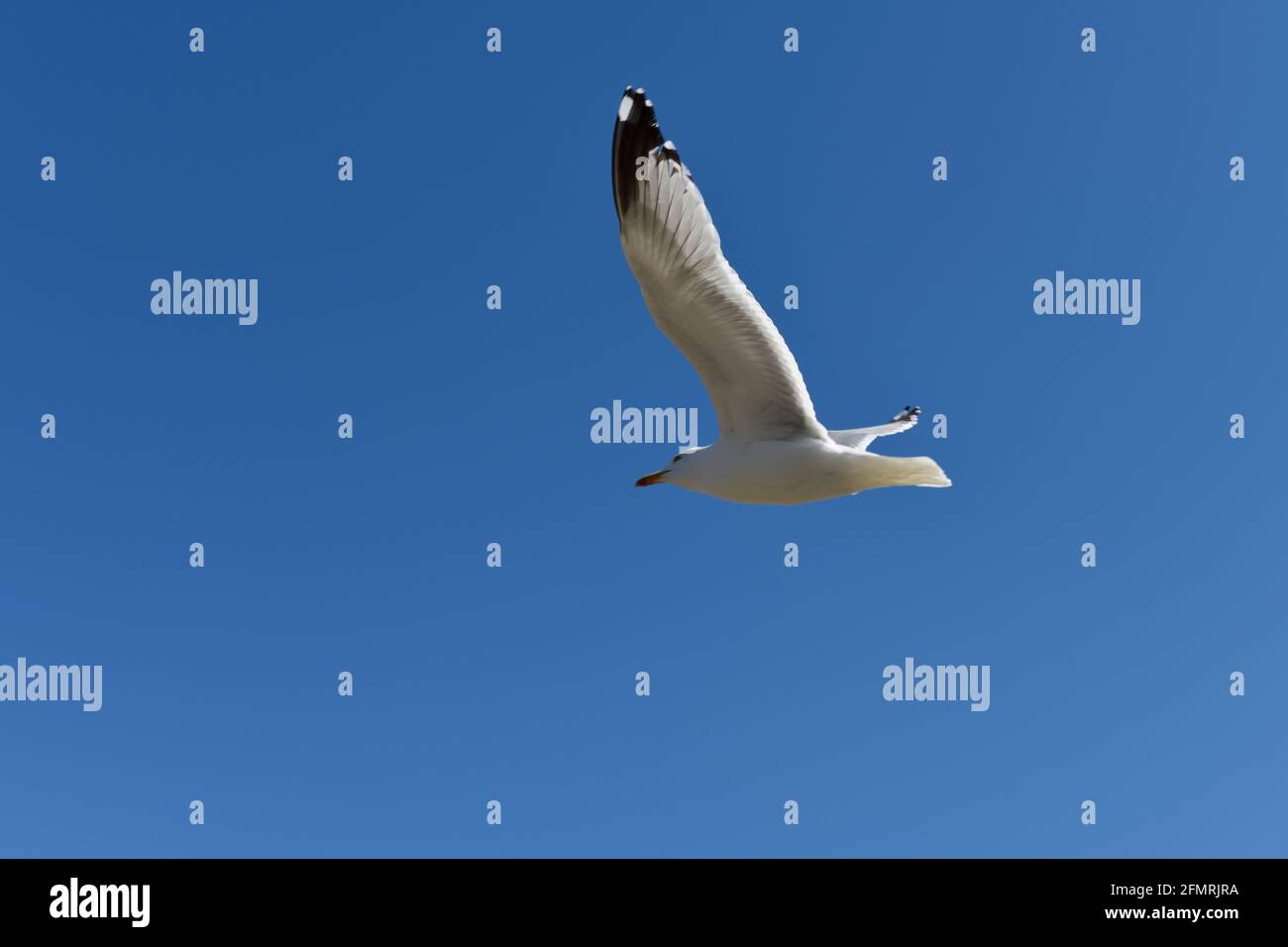 Seagull (Larus Canus) in flight over the fishing village of Port Issac North Cornwall England UK Stock Photo