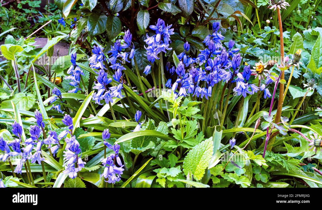 Perennial wildflowers hi-res stock photography and images - Alamy