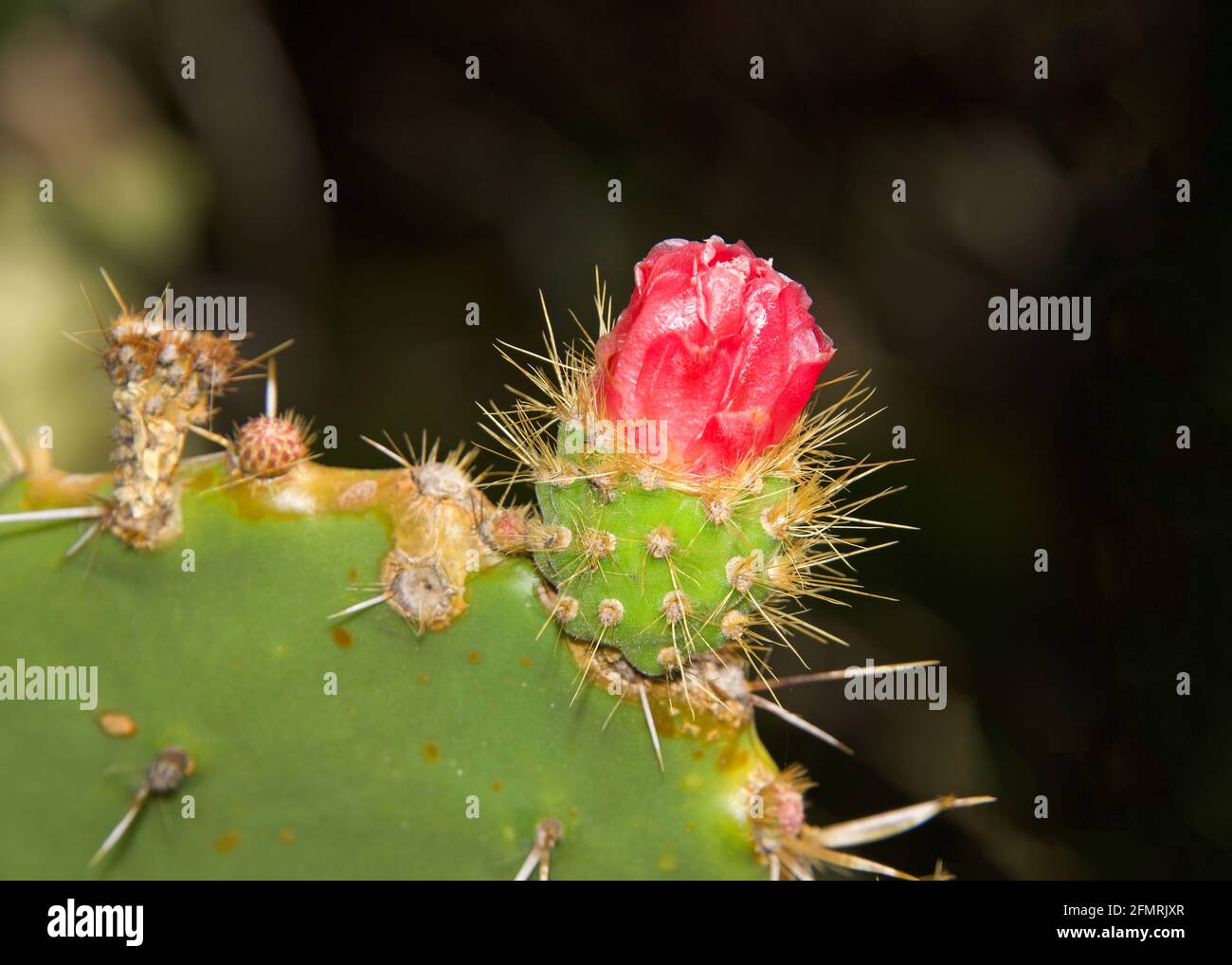 Pink fruit of the prickly pear cactus hi-res stock photography and