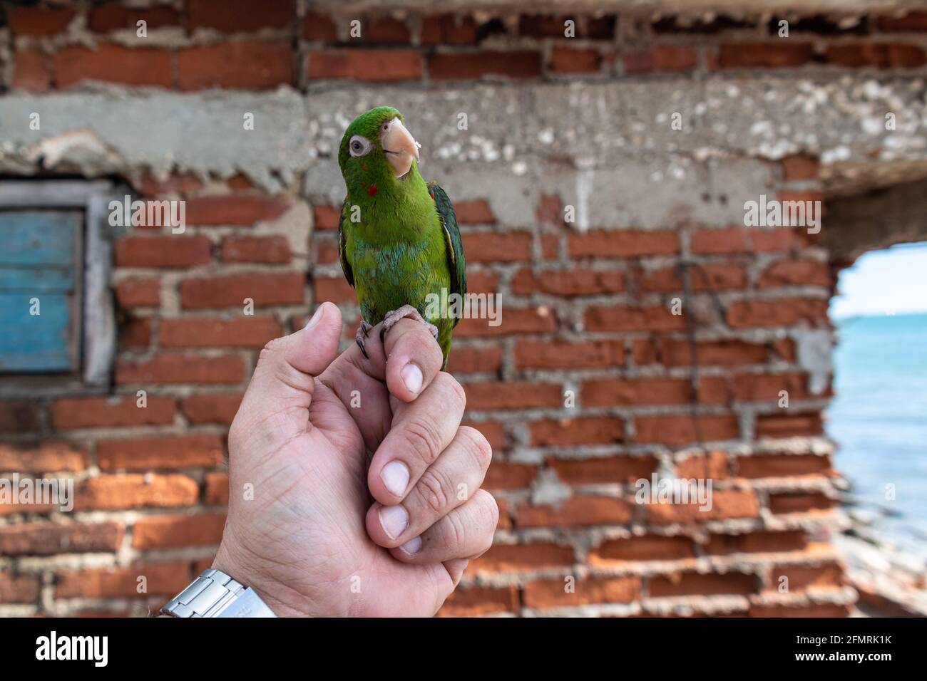 View of Parrot damage hi-res stock photography and images - Alamy