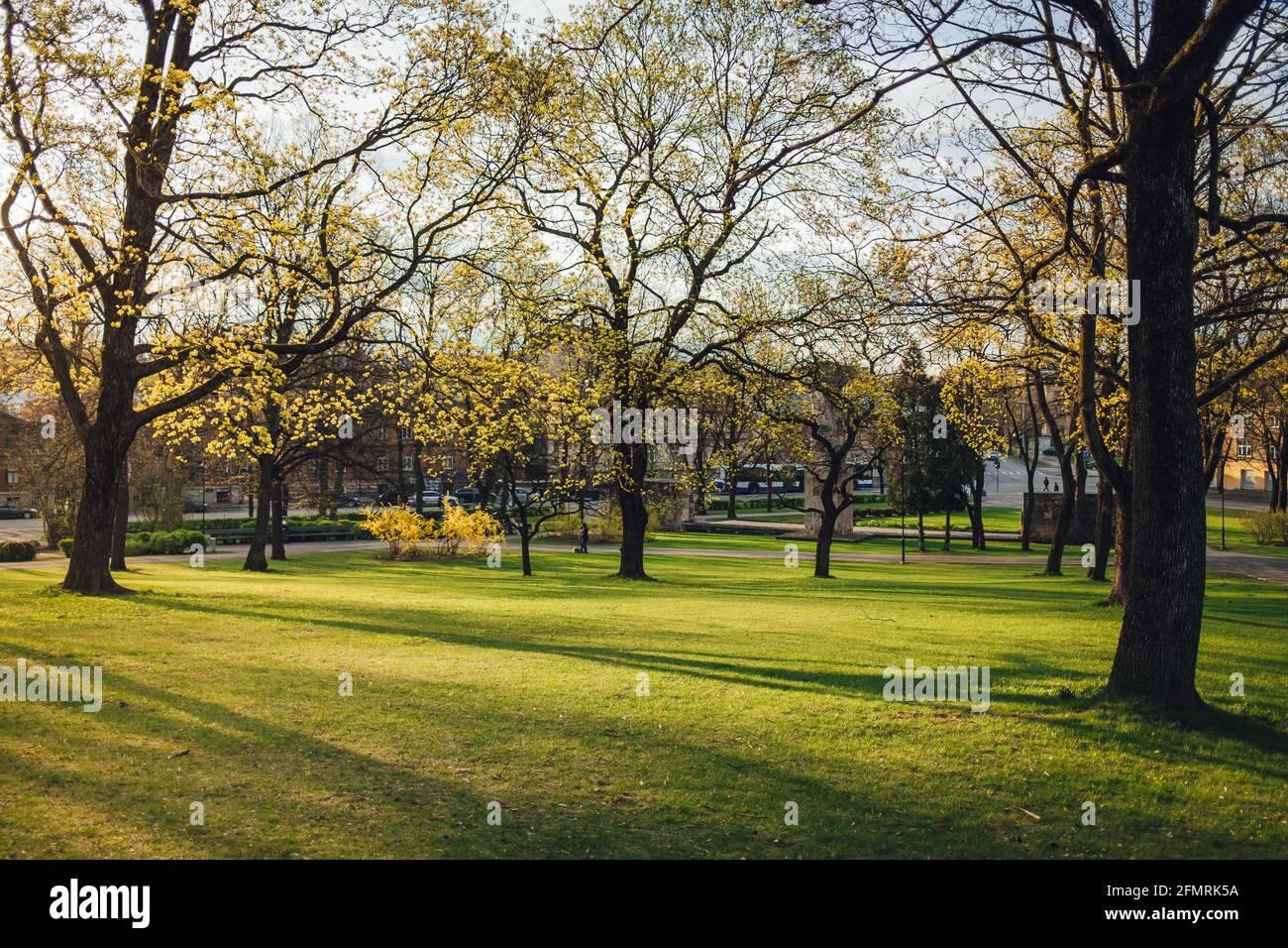 Beautiful park scene with green grass and high trees in the sunlight ...