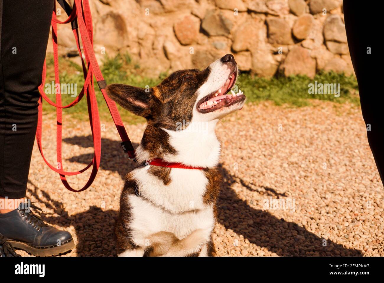 Brown corgi on a leash on the sand. Walk on a sunny day. Happy pet. Walk or dog show Stock Photo