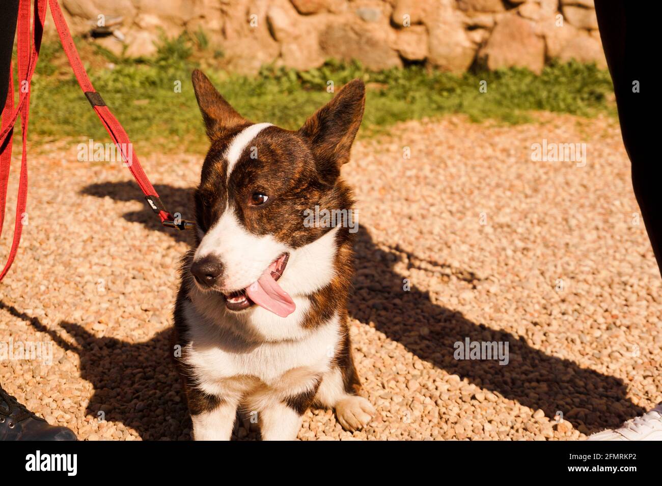 Brown corgi on a leash on the sand. Walk on a sunny day. Happy pet. Walk or dog show Stock Photo