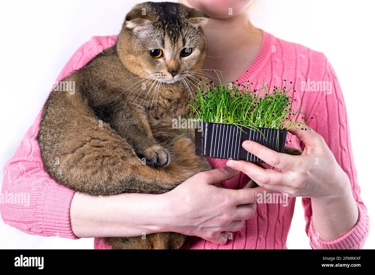 A woman holds a crop of microgreens in her hands and feeds a scottish fold cat with young sprouts of onions. Stock Photo