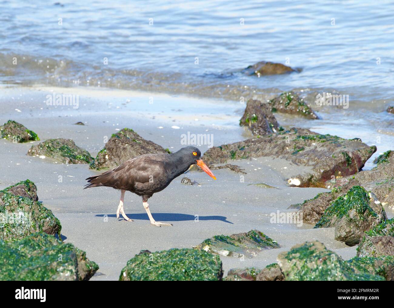 oystercatcher walking on a rocky beach. A conspicuous black bird found on the shoreline of western North America, the black oystercatcher is a species Stock Photo