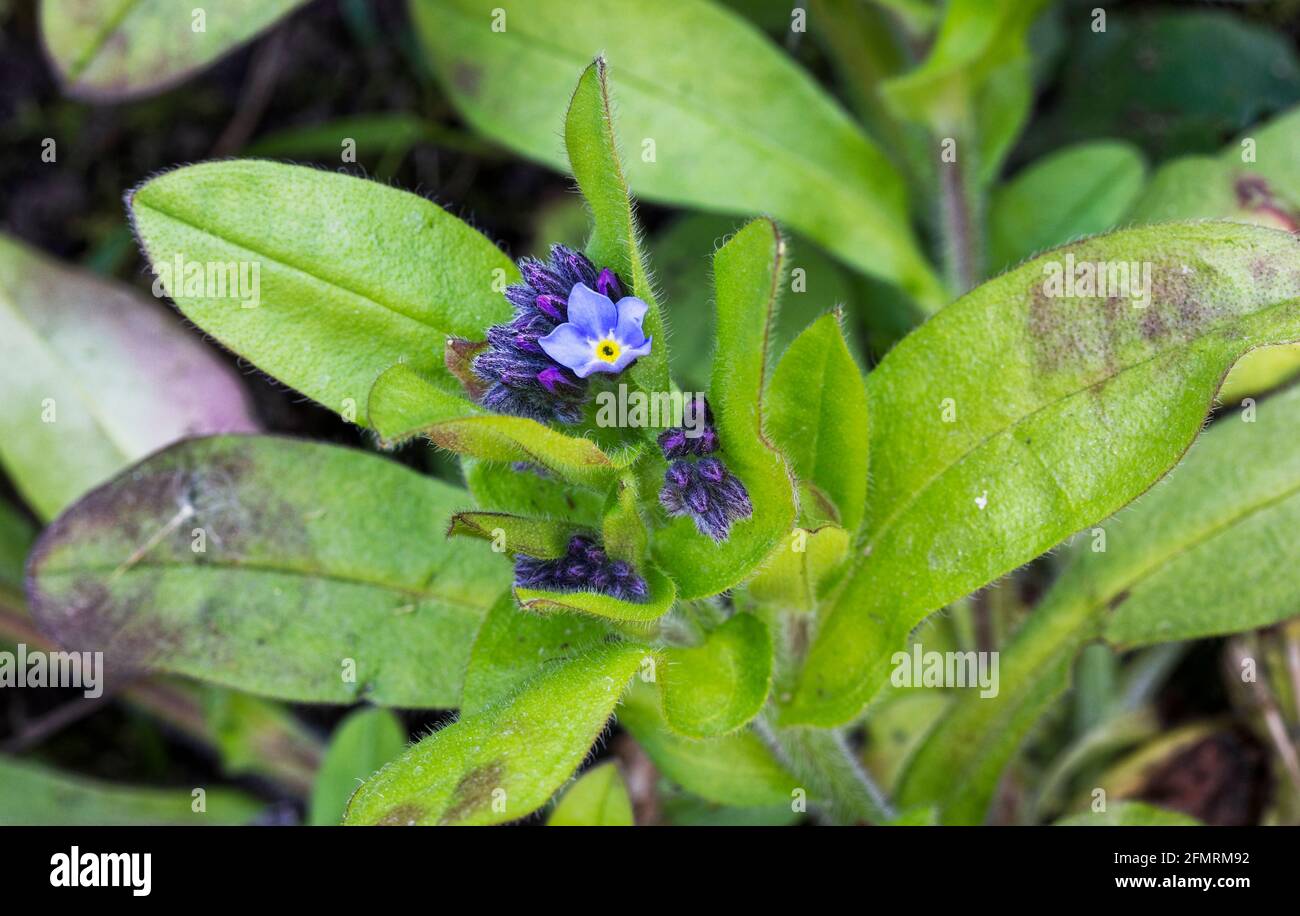 Myosotis alpestris, forget me not, beginning to bloom in spring, UK Stock Photo