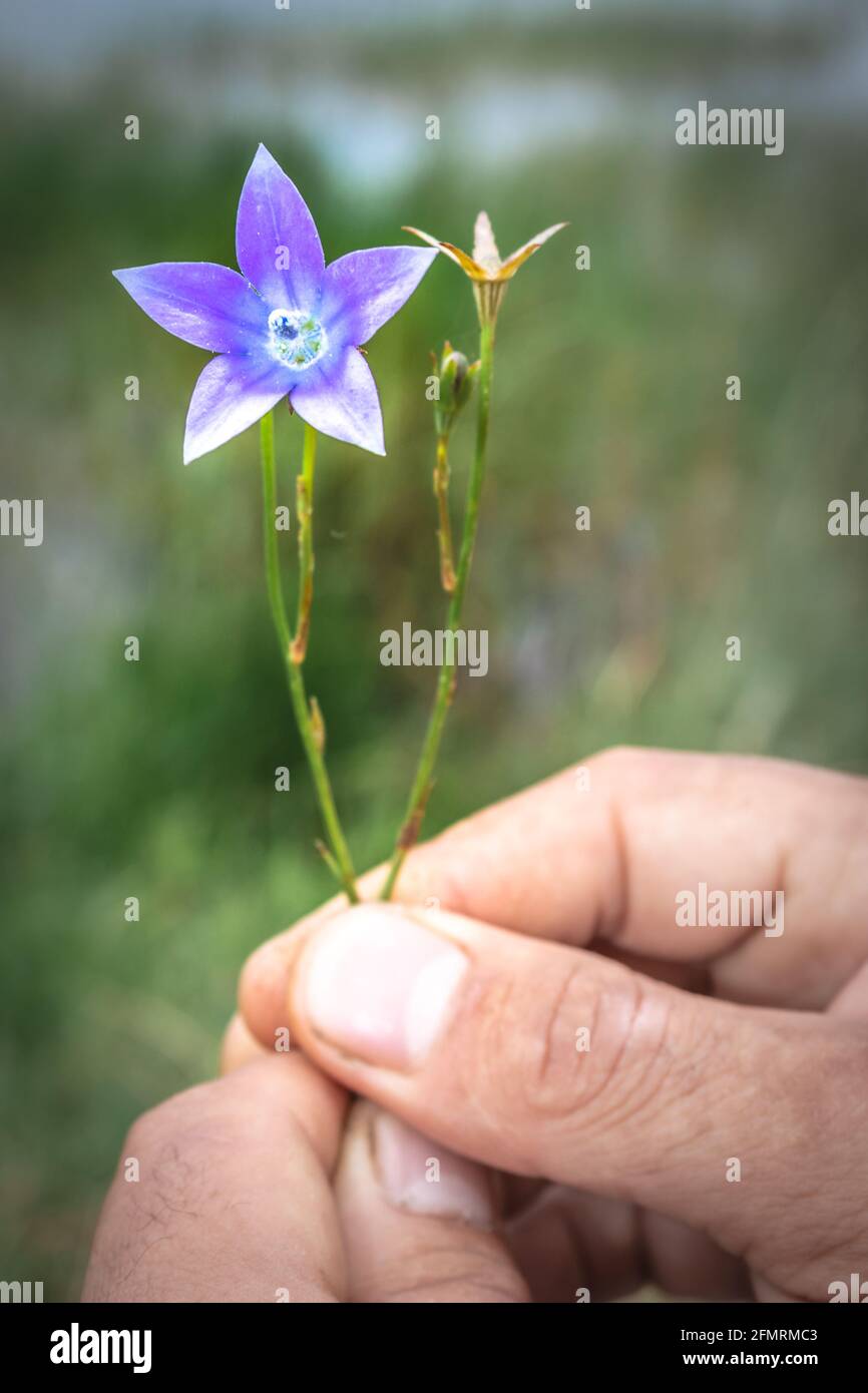 (Wahlenbergia capensis) Cape bluebell, Blue and white Wild flower being held in a mans hands, Cape Town, South Africa Stock Photo