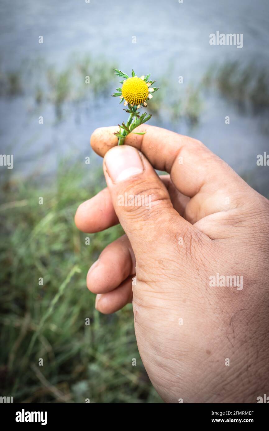 Globe chamomile (oncosiphon pilulifer) Wild flower being held in a mans hands, Cape Town, South Africa Stock Photo