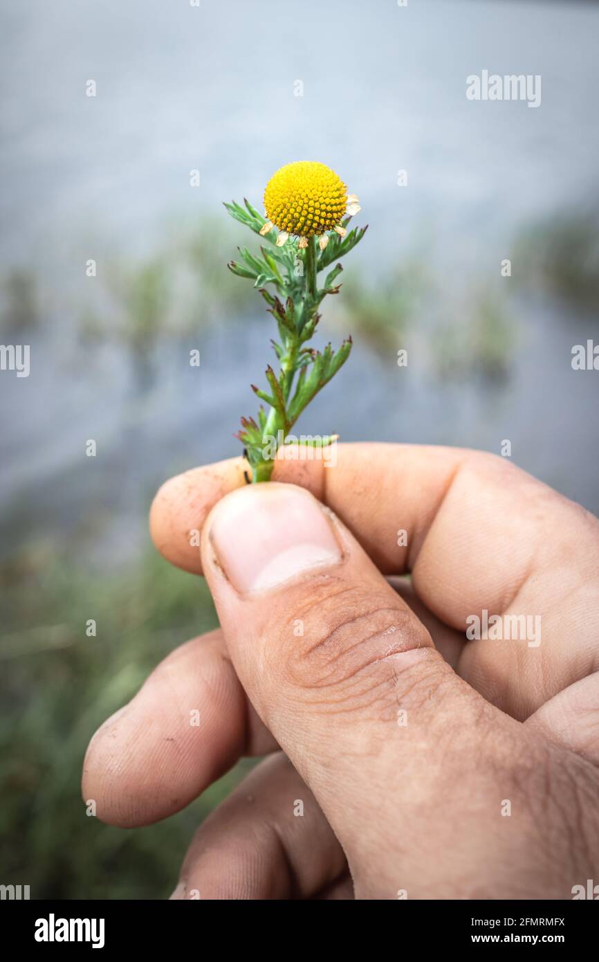Globe chamomile (oncosiphon pilulifer) Wild flower being held in a mans hands, Cape Town, South Africa Stock Photo