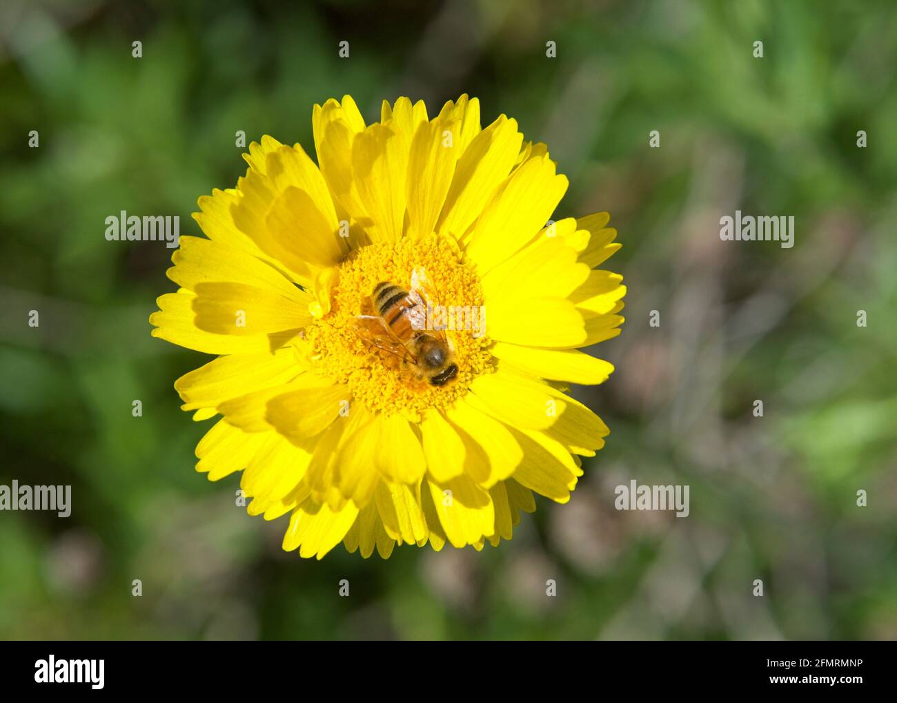 Close up of one honey bee on a Yellow  Baileya Multiradiata, or Desert Marigold, Flower collecting pollen. Green leaves in background OOF. Stock Photo
