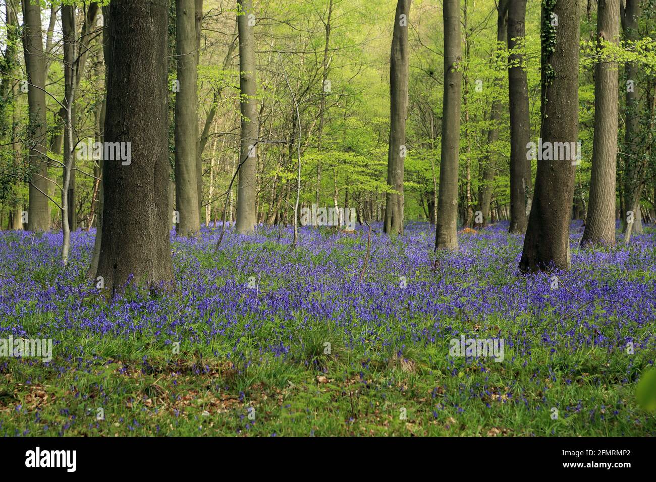Carpet of bluebells in Kings Wood, Challock, Ashford, Kent, England ...