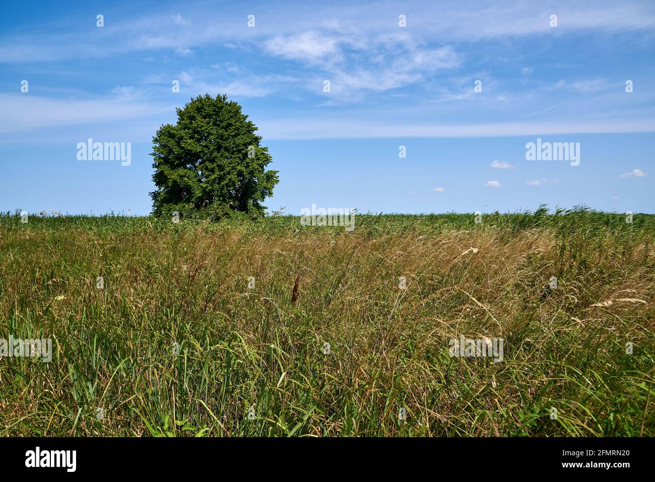 Tree wood reed spring hi-res stock photography and images - Alamy