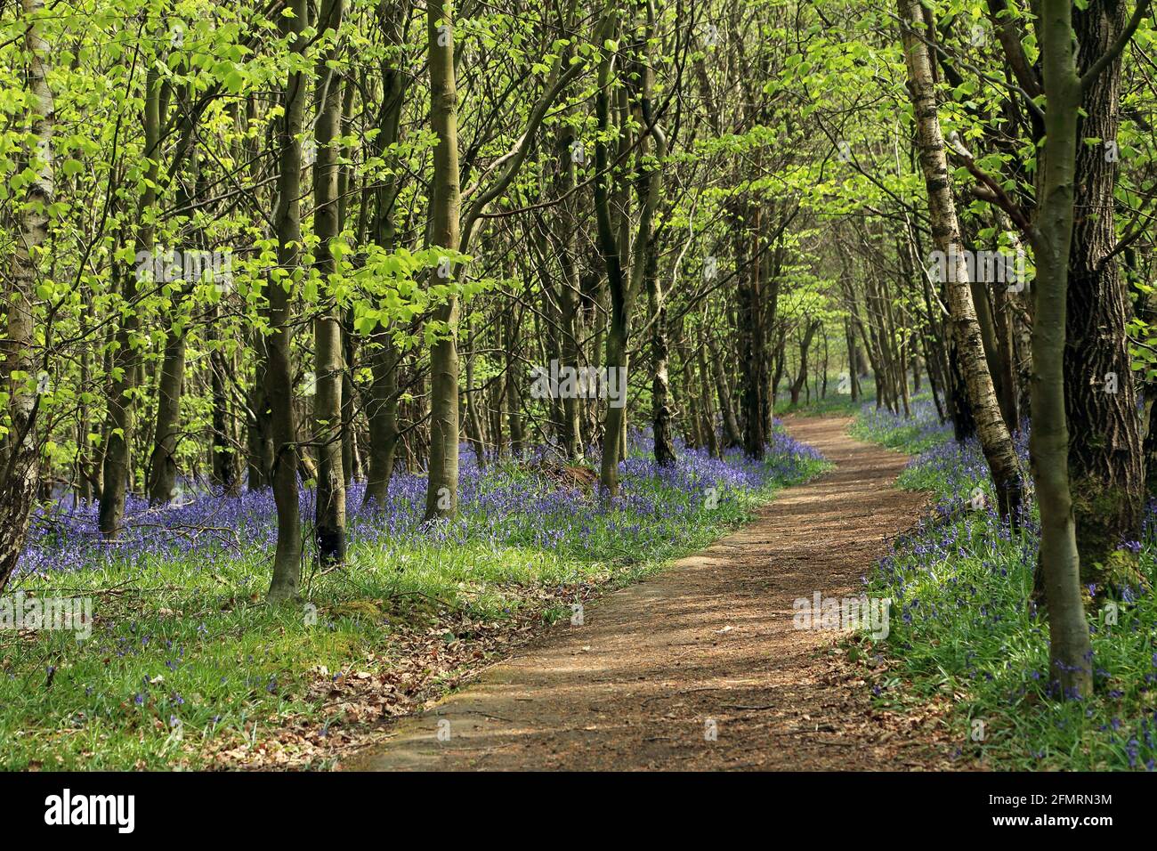 Carpet of bluebells and footpath through Kings Wood, Challock, Ashford ...