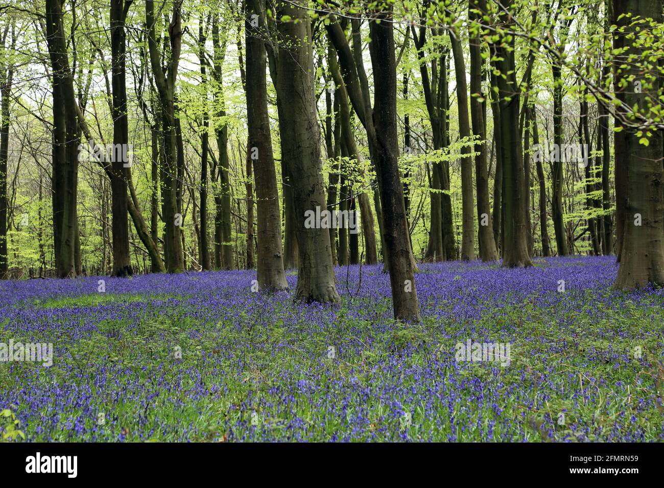 Kent challock kings wood bluebells hi-res stock photography and images ...