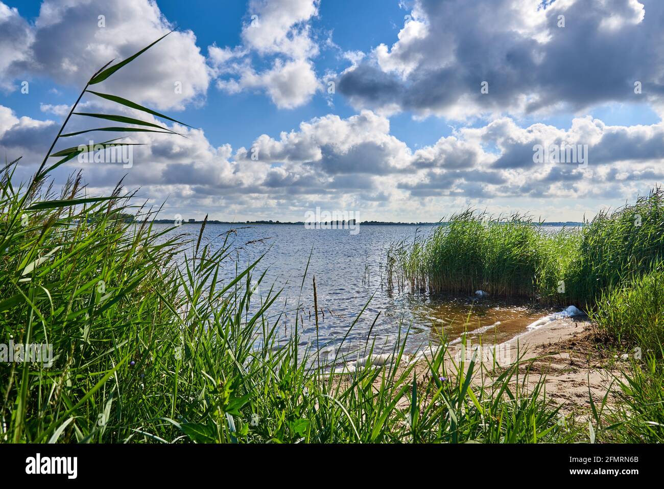 Reed grass on a beach on the bay between Island of Ruegen and the ...