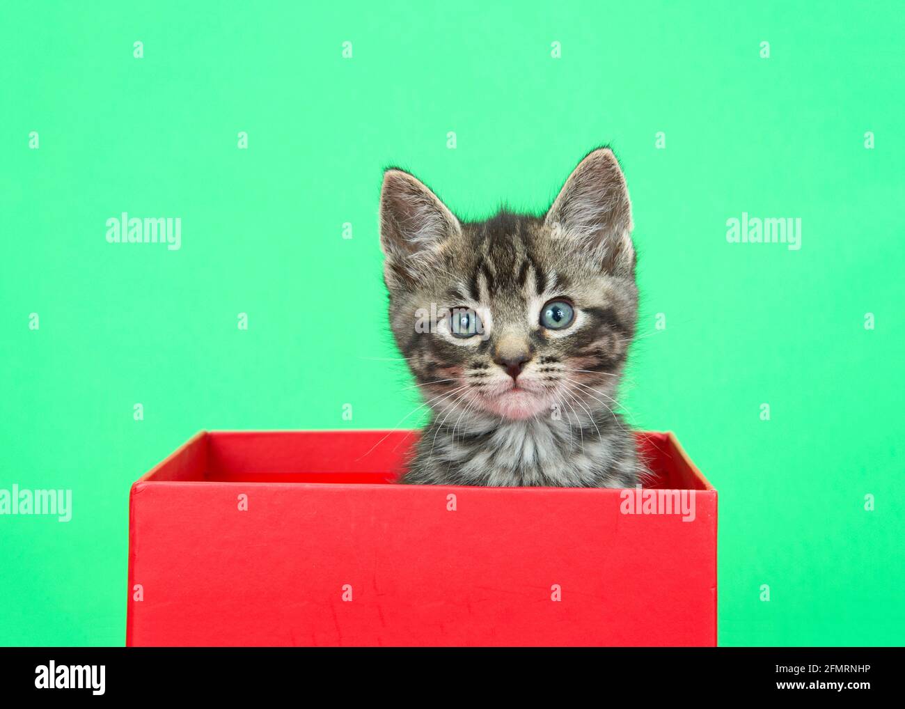 Close up of an adorable grey, black and brown tabby kitten peaking out of a red holiday box with green background. Looking directly at viewer with cur Stock Photo