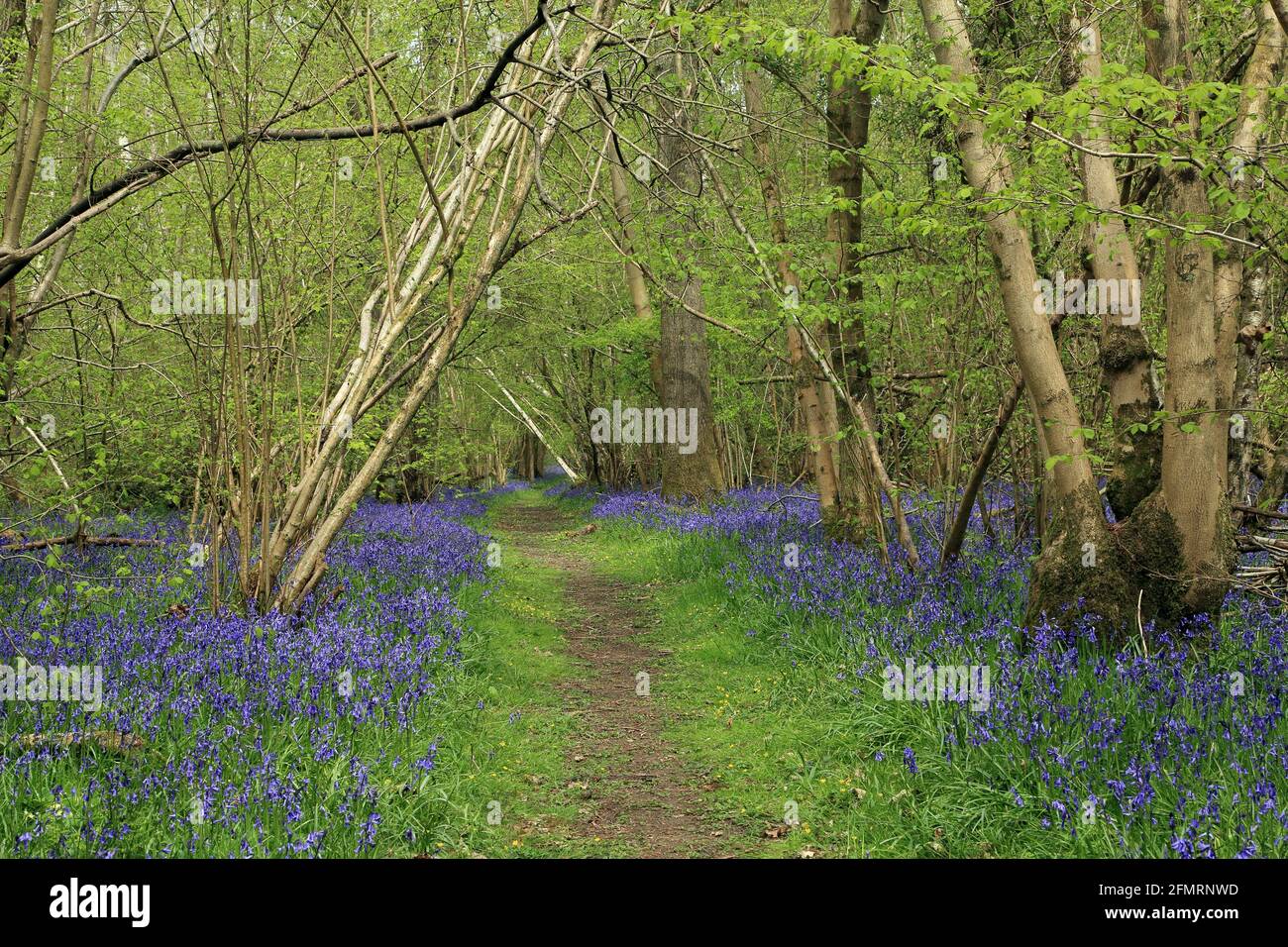 Carpet of bluebells and footpath through Brushdane Wood, Challock, Kent ...