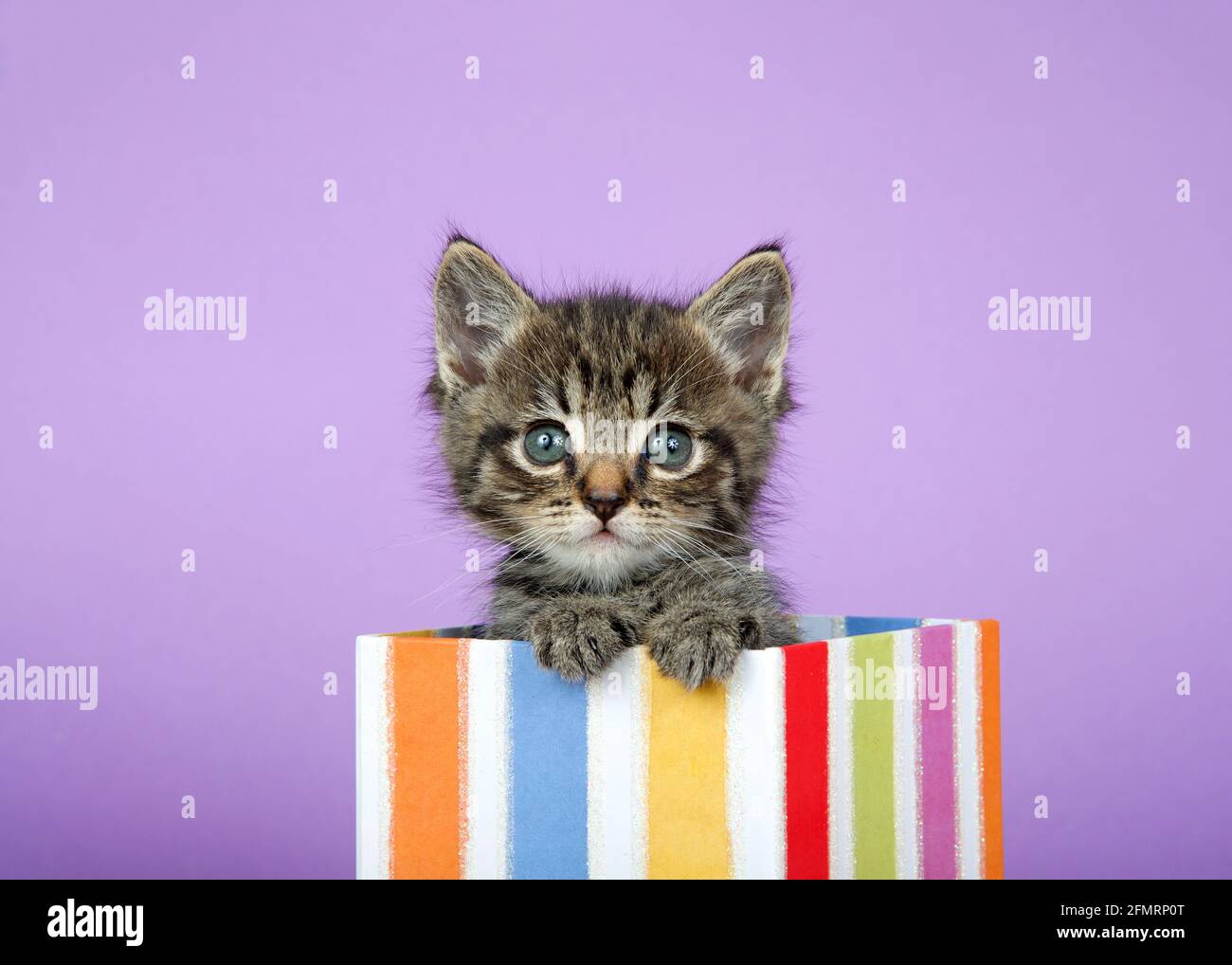 Close up portrait of one adorable tabby kitten peeking out of a colorful striped present box. Light Lavender Purple background. Stock Photo