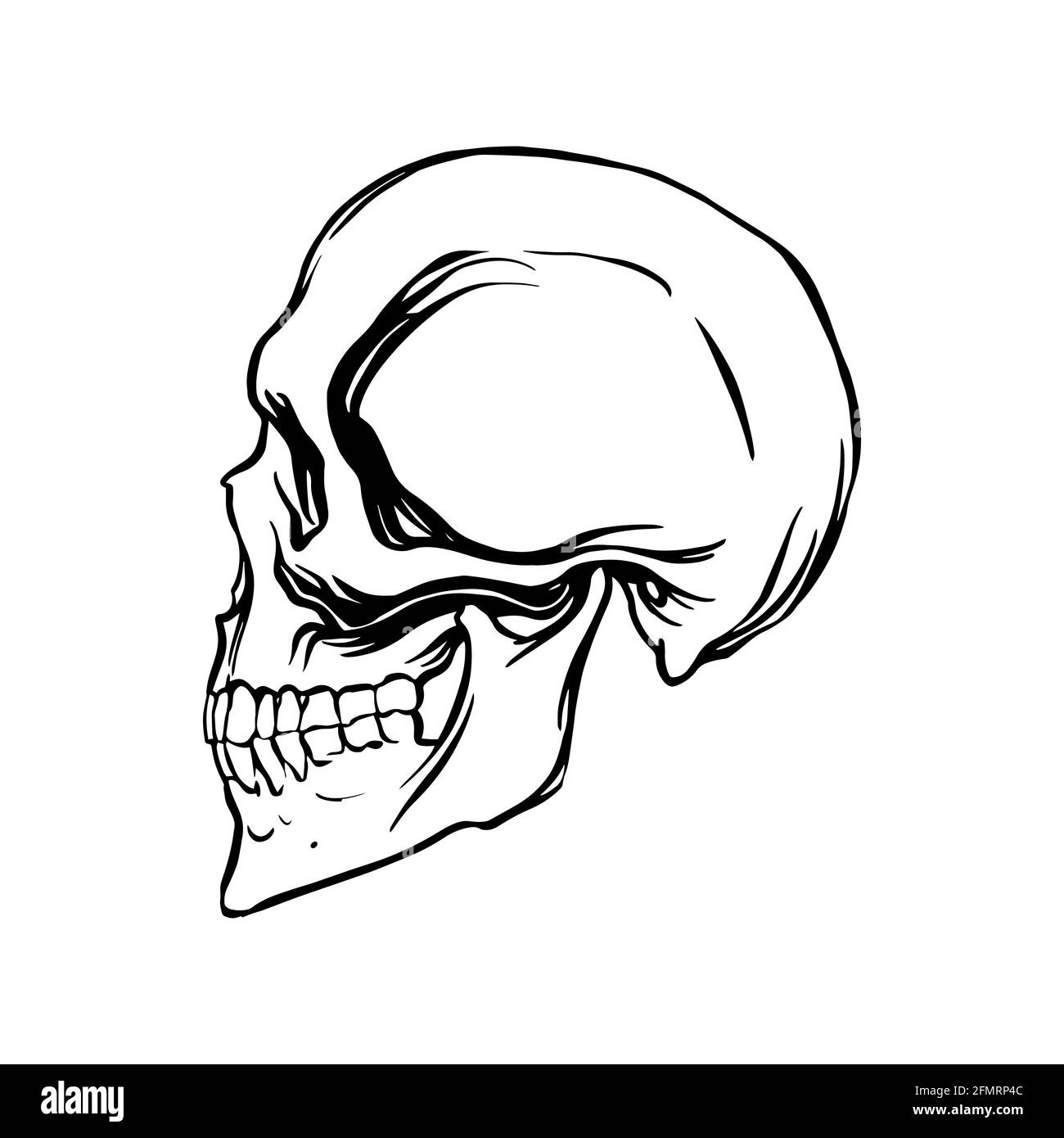 Side view of a human skull in a linear style. Vector illustration. Stock Vector