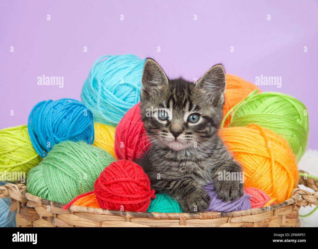 Close up of one adorable tabby kitten peeking out of a basket full of colorful yarn balls, purple background Stock Photo