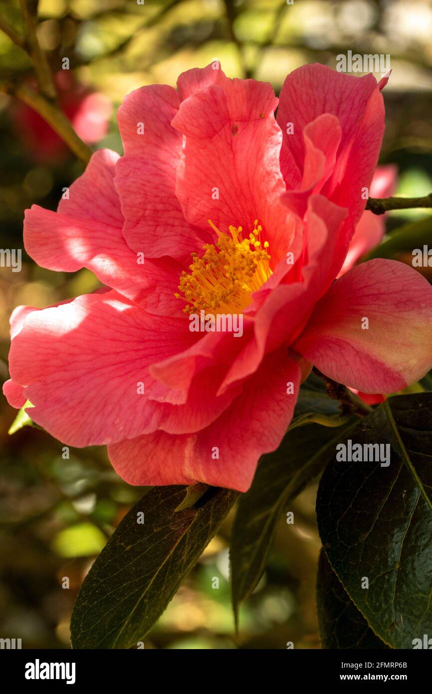 Camellia ‘Milo Rowell’ flower Stock Photo