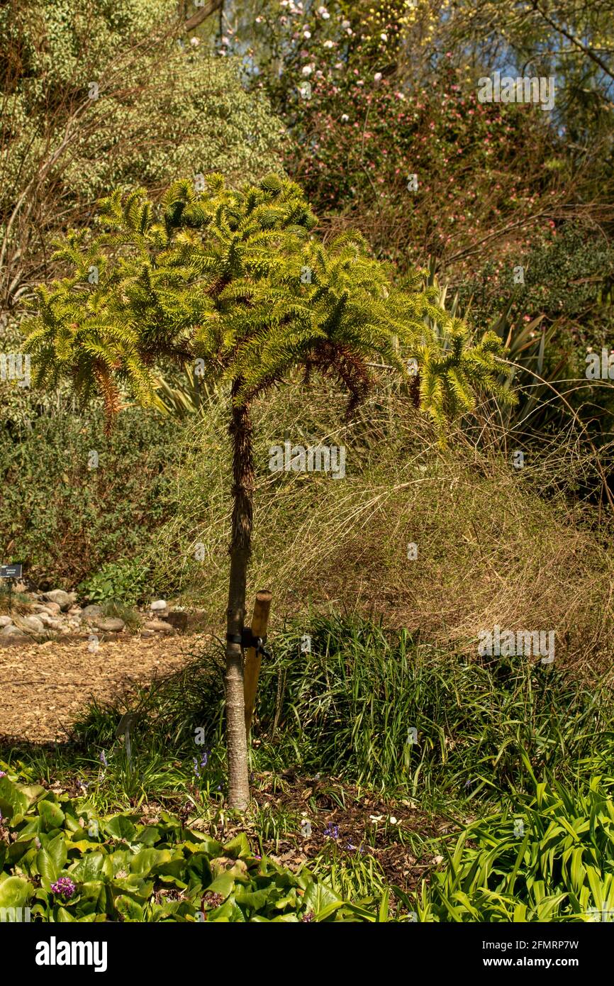 Araucaria angustifolia, Paraná pine, in bright spring sunshine Stock Photo