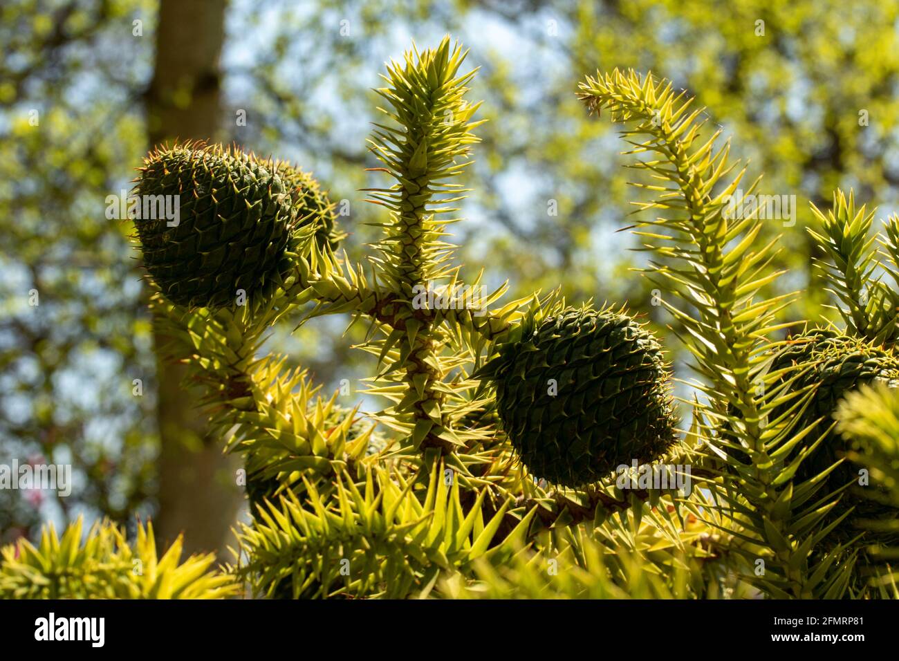 Araucaria angustifolia, Paraná pine, in bright spring sunshine Stock Photo