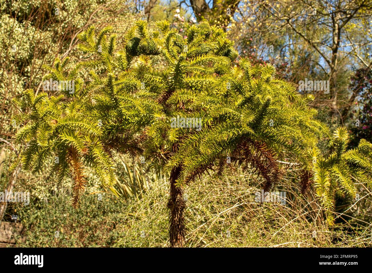 Araucaria angustifolia, Paraná pine, in bright spring sunshine Stock Photo
